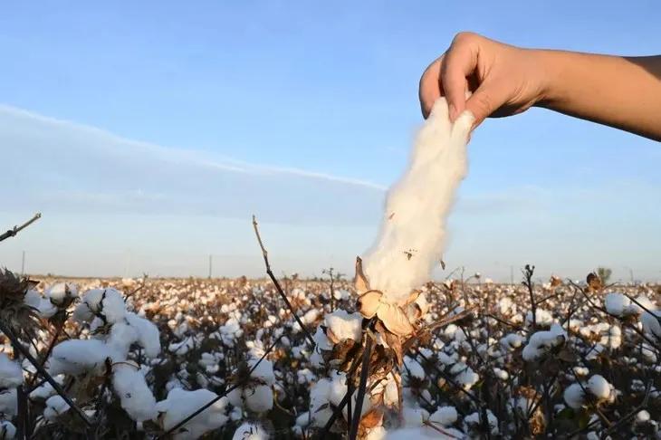 保时捷男袜子,女袜100%纯棉防臭袜子正品男士