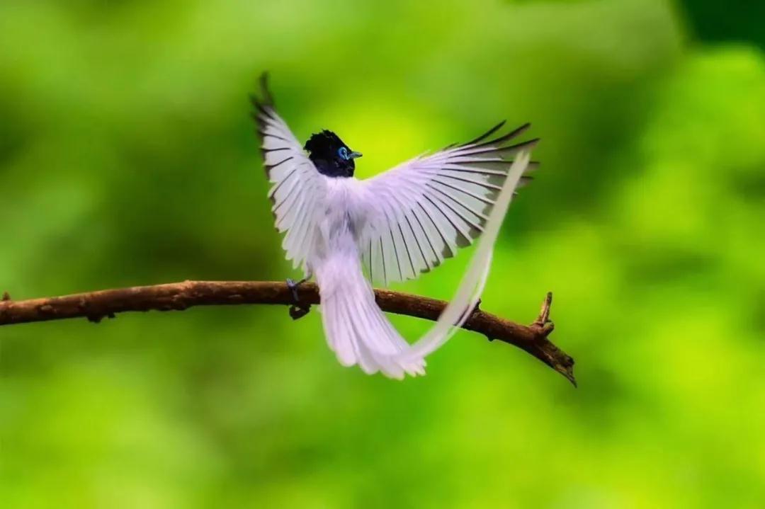 中国的植物多样性保护,全国林草生物多样性保护成就展