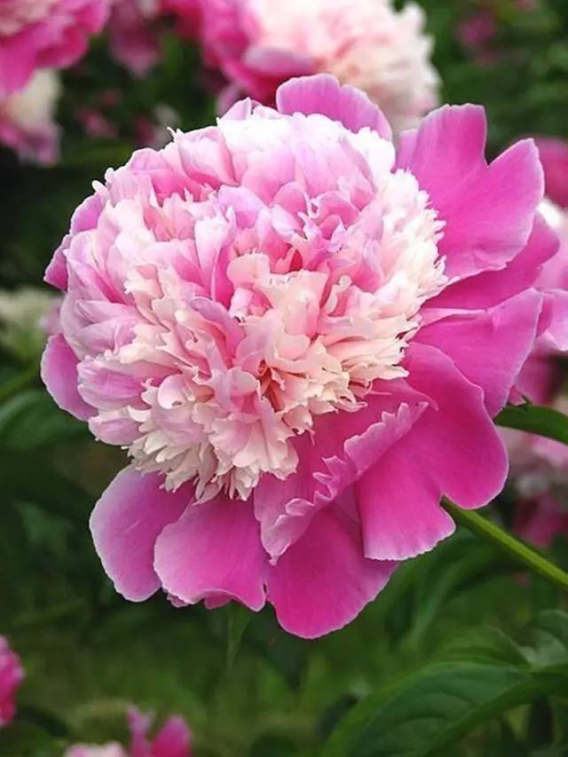 最美牡丹花与诗,牡丹最美诗词