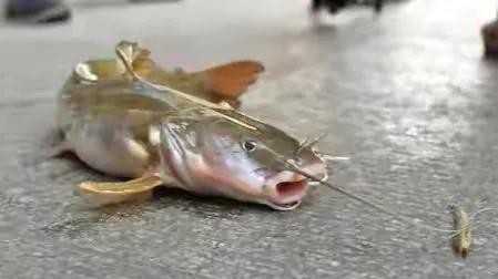 名贵的六种鱼你吃过几种,20种名贵海鱼