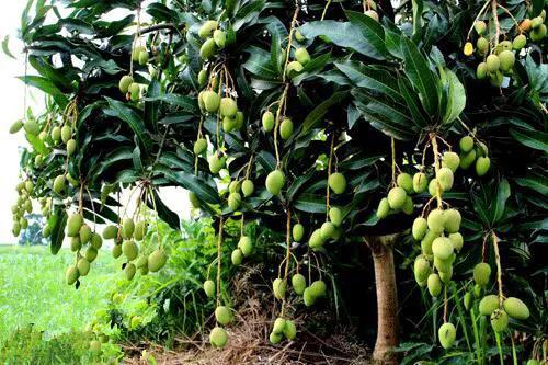 芒果树最甜的品种,芒果树哪种品种好吃