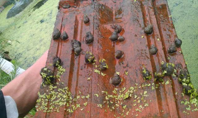 投一次年年收，养殖成本低，市价5元一斤，适合养殖创业吗？