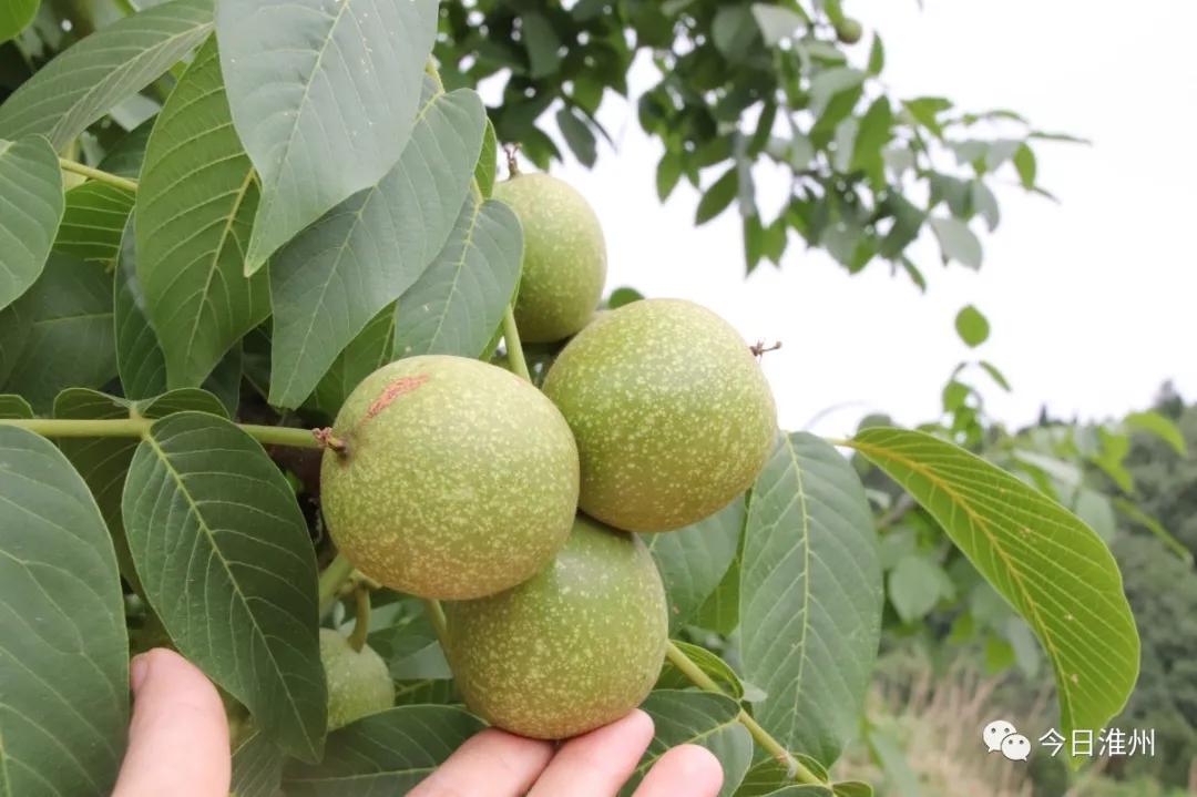 淮口好玩,金堂淮口枇杷