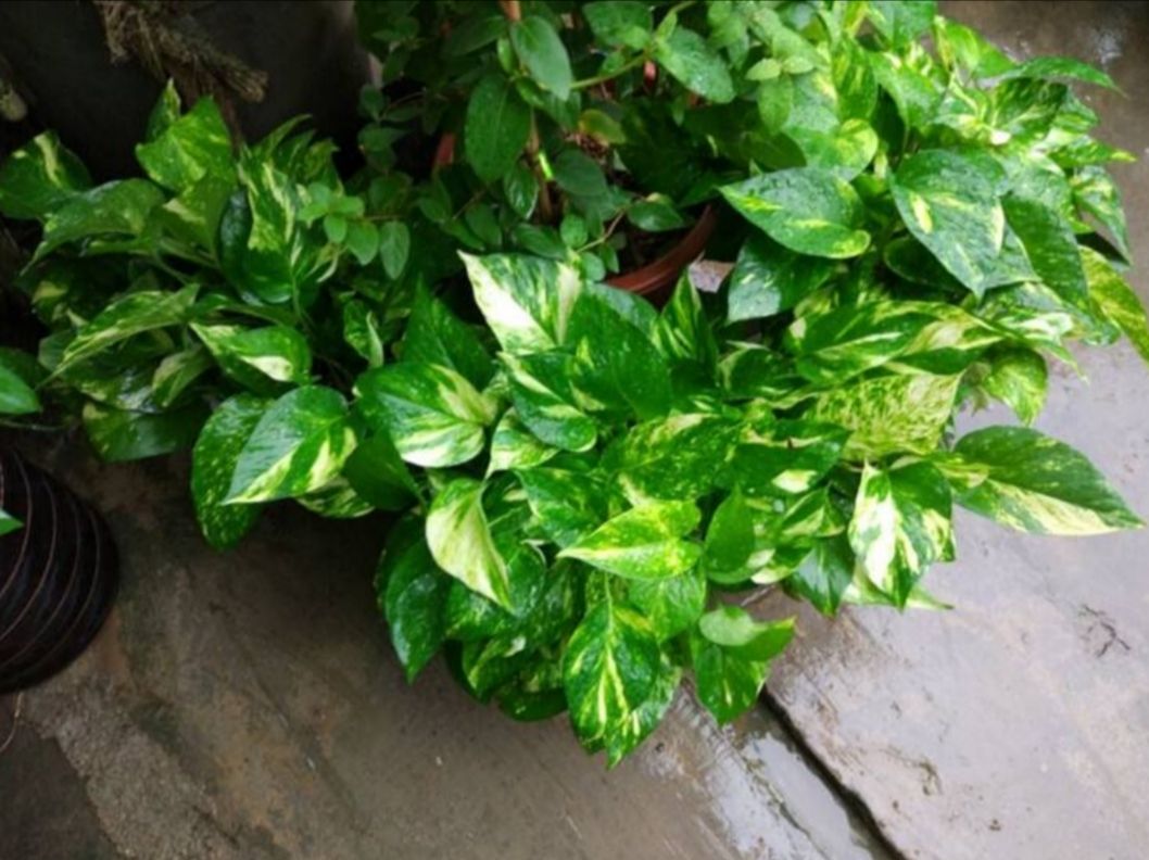 绿萝散射光养护,绿萝的特点和养护常识有哪些