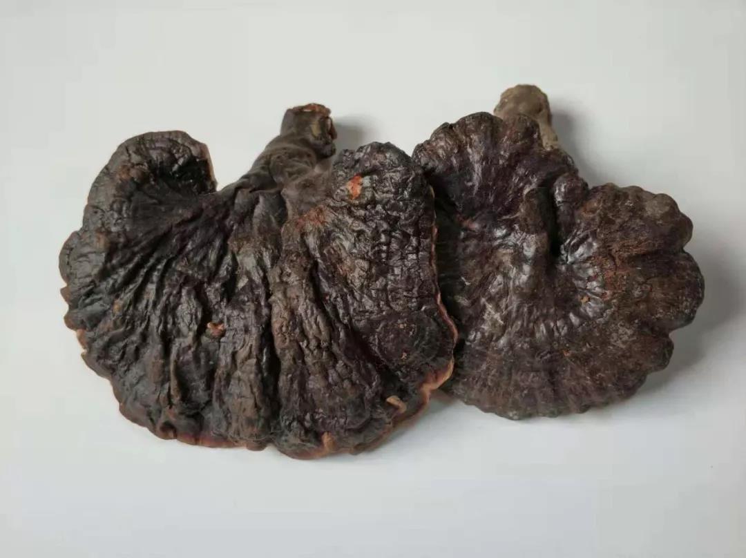 灵芝对身体有什么作用,灵芝对人的身体有什么作用呢