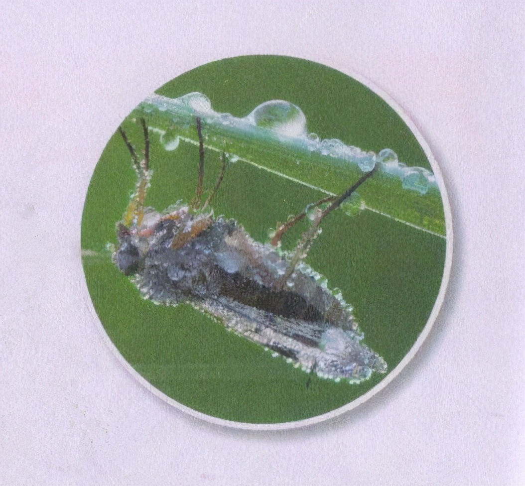 昆虫样子特点,昆虫视觉是什么样的