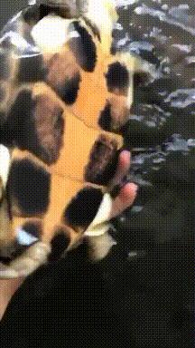 搞笑gif狗子我为这个家操碎了心,搞笑gif图片狗子都开始学坏了