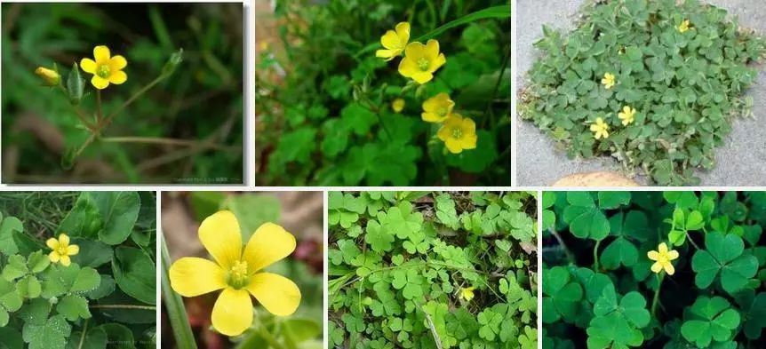 100种常见观叶植物图鉴史上最全,农村常见的100种植物