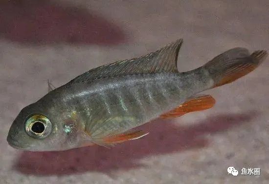 三湖慈鲷马鲷孔雀鱼多久发色,三湖慈鲷鱼之马鲷鱼