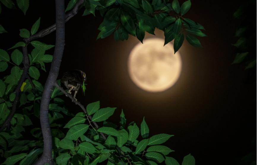 佳能拍鸟最佳镜头,佳能r5有鸟眼跟踪对焦吗