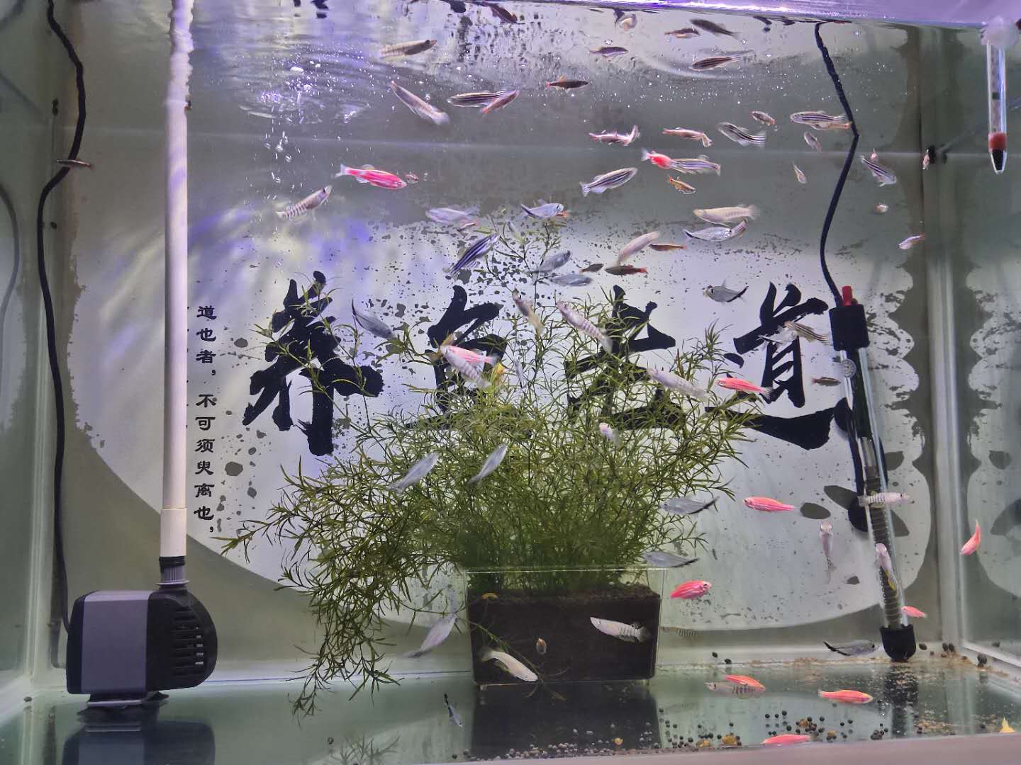 观赏鱼讲解新鱼如何入缸,新入缸的观赏鱼怎么看好坏