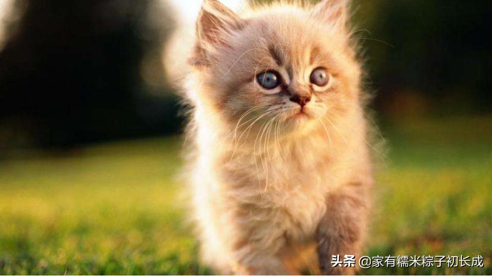 家里母猫正在生幼崽怎么处理,如何在家都能判断母猫是否怀孕