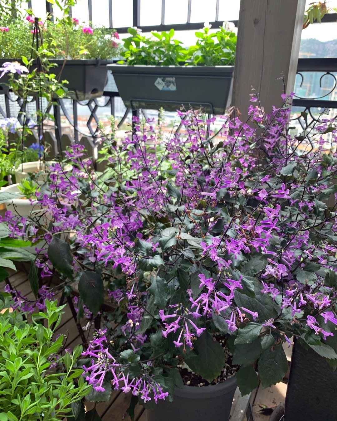 适合阳台养的花卉盆栽微香,满屋香室内花卉盆栽最好养