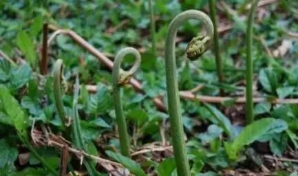 武穴又到挖野菜的时候了，江边好多人都在挖野菜，你吃了吗？