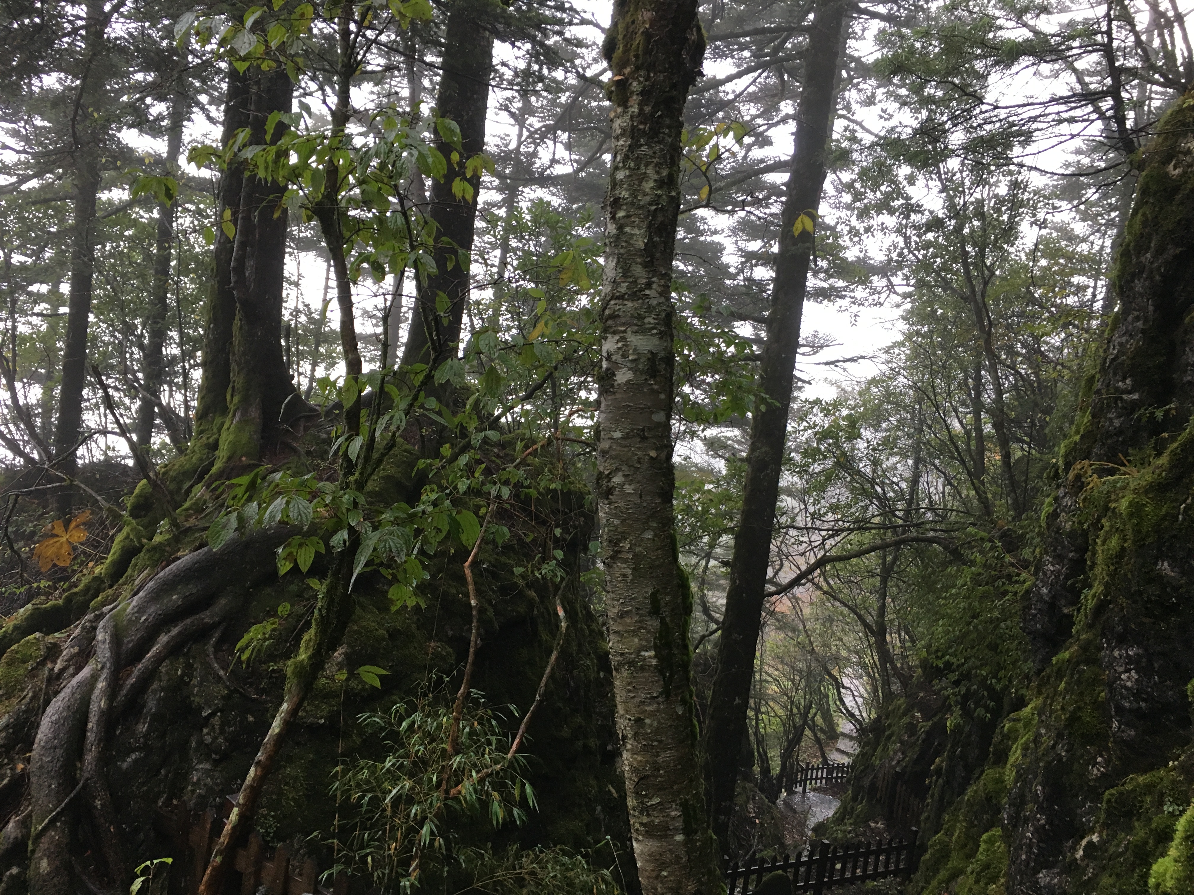 雨中神农架探秘之旅｜国庆节节武汉至神农架自驾游攻略分享