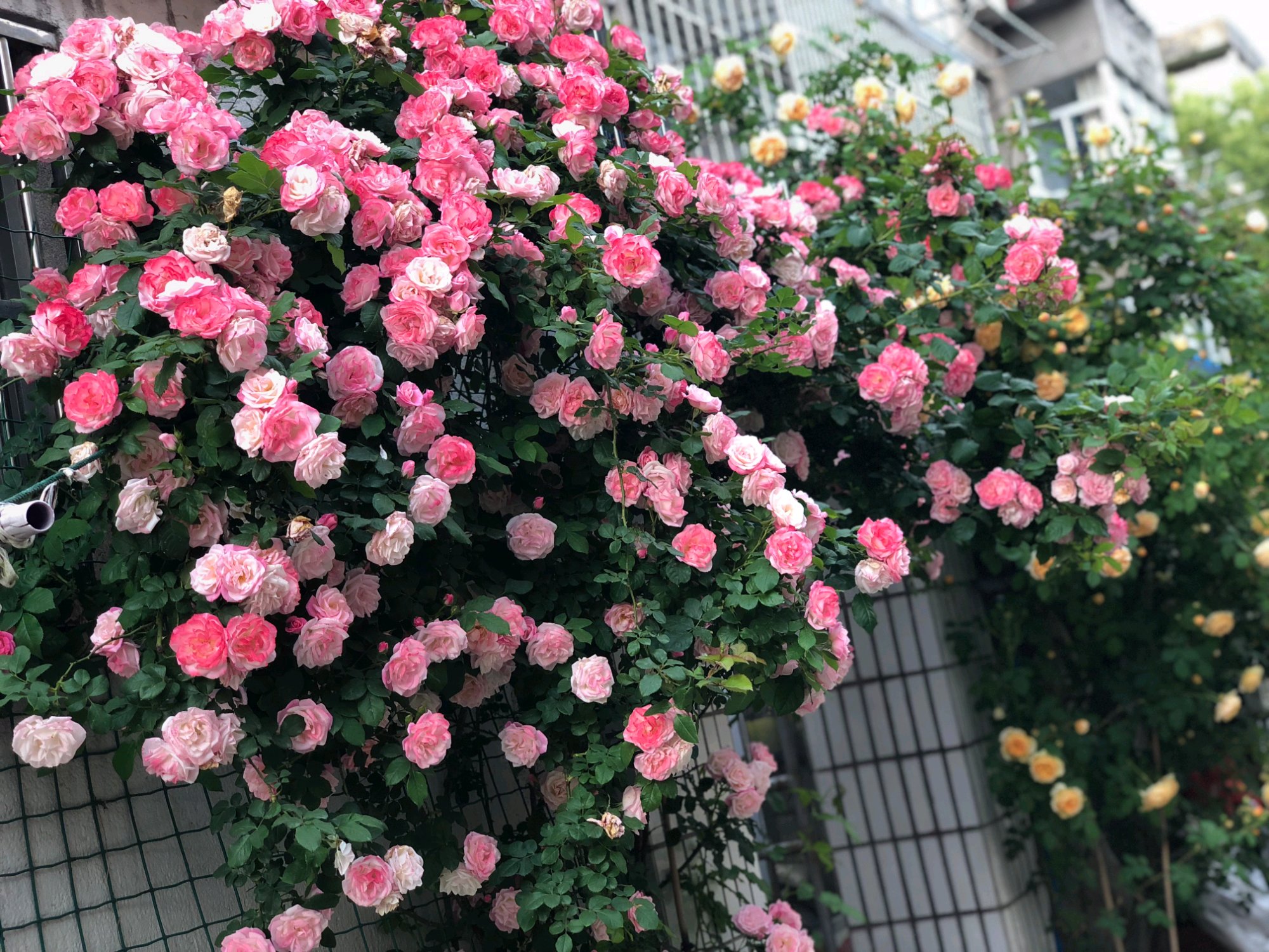 适合小型花柱的藤本花卉,哪种藤本花卉最好养