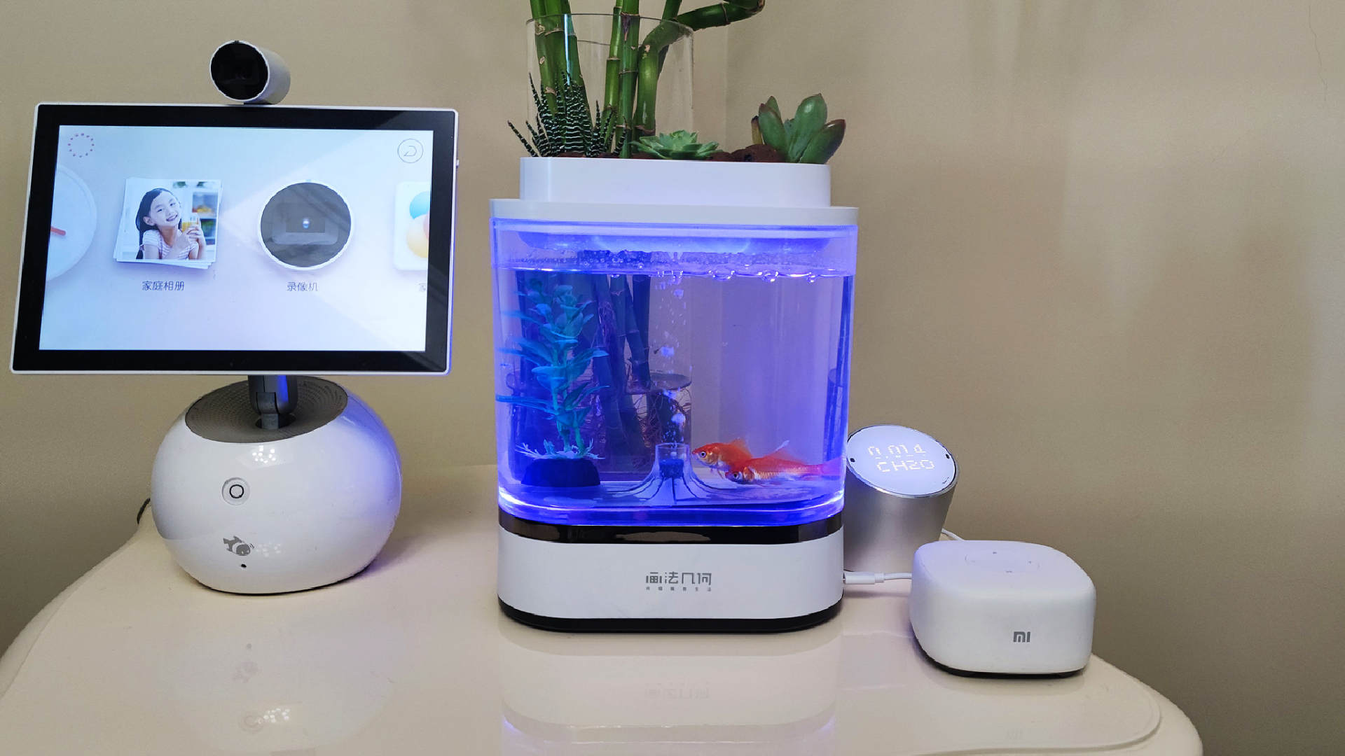 透明小型鱼缸可以养鱼吗,小型鱼缸养鱼知识