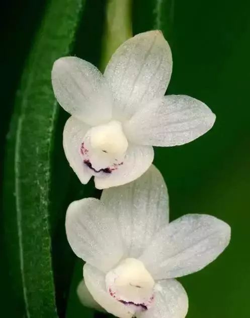 世界顶级奇花异卉,100种奇花异草图