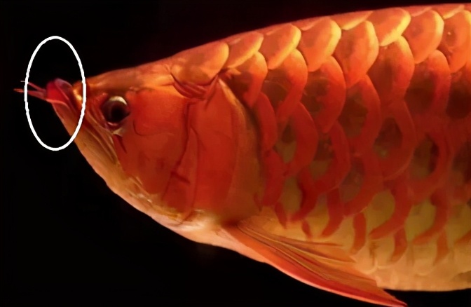 龙鱼常见疾病及治疗方法,龙鱼疾病找哪里救治