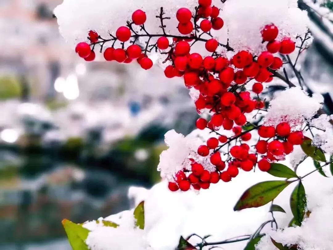 济南的初雪来了,对济南初雪的感受