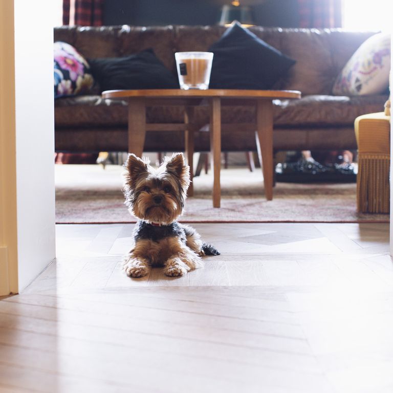 最忠诚的犬种排名拉布拉多,最忠诚的4种狗中华犬种2种上榜