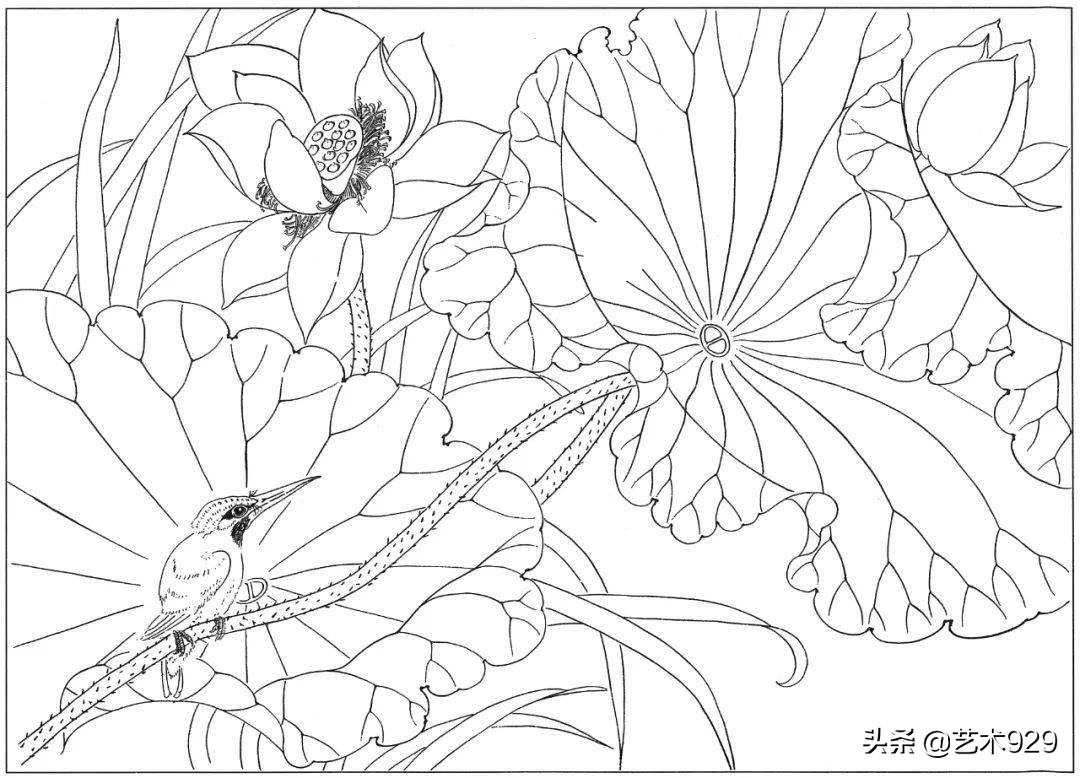 适合初学者的荷花白描画稿,荷花小品实用白描画稿