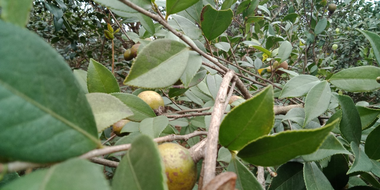 自己种茶籽油一般多少钱一斤,农村的油能卖多少钱一斤