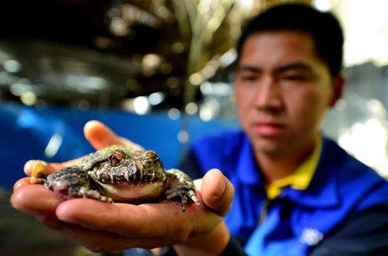 人工养殖最新消息今天,现在人工养殖到底能不能售卖啊