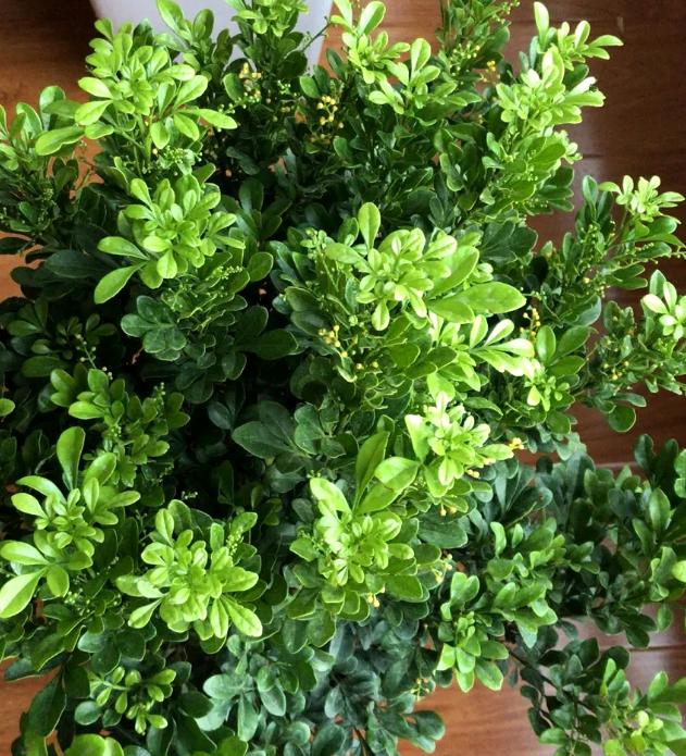 老桩花卉米兰的养殖方法,米兰老桩冬季怎么养护