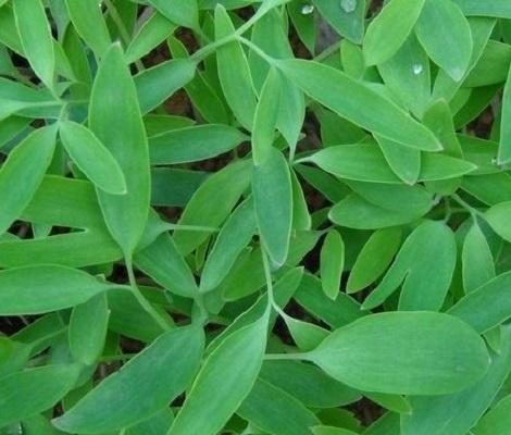 带动农民致富的种植,农民农村种地致富