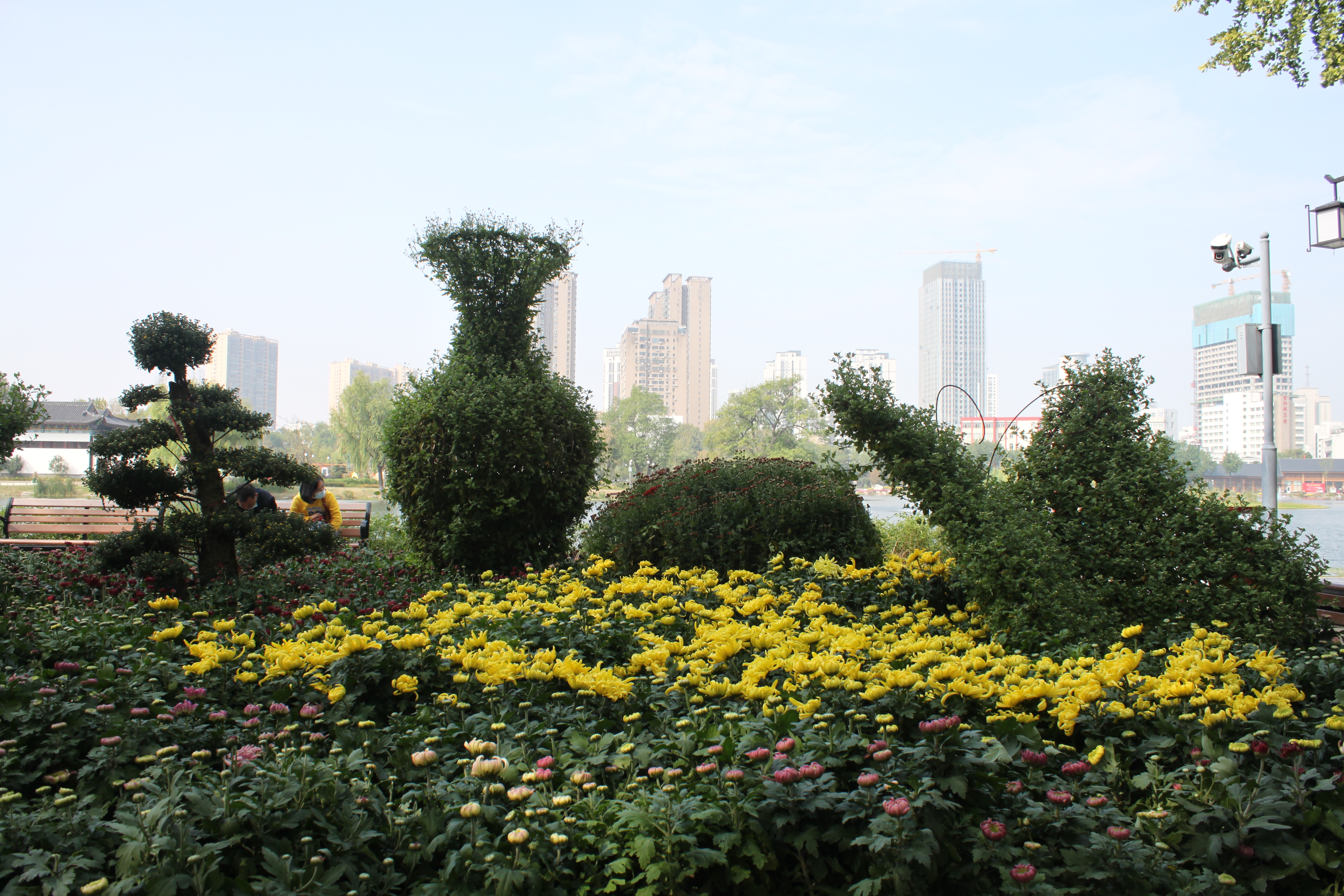 金秋时节菊展赏菊,趁着周末逛菊展