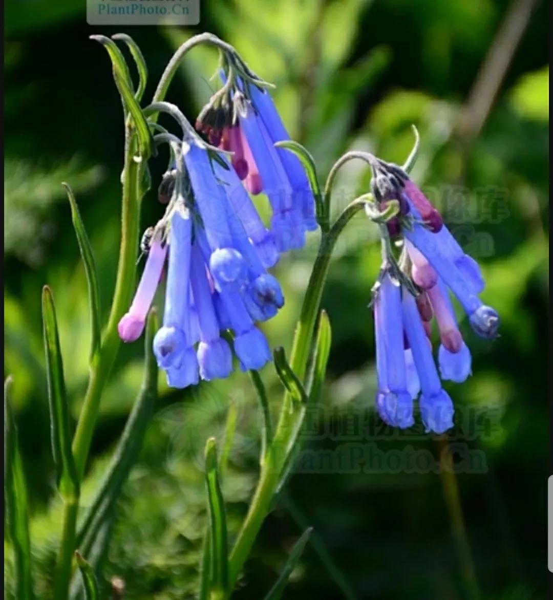 芳踪难觅濒危花！清新治愈篇：沙漠高原是吾家，豹子花的春天来了
