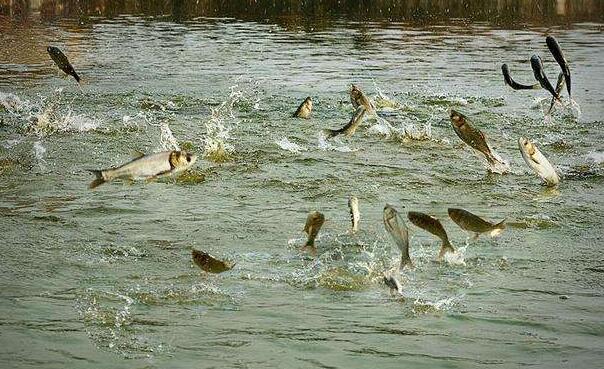 三万元养殖致富,回农村创业养什么最好