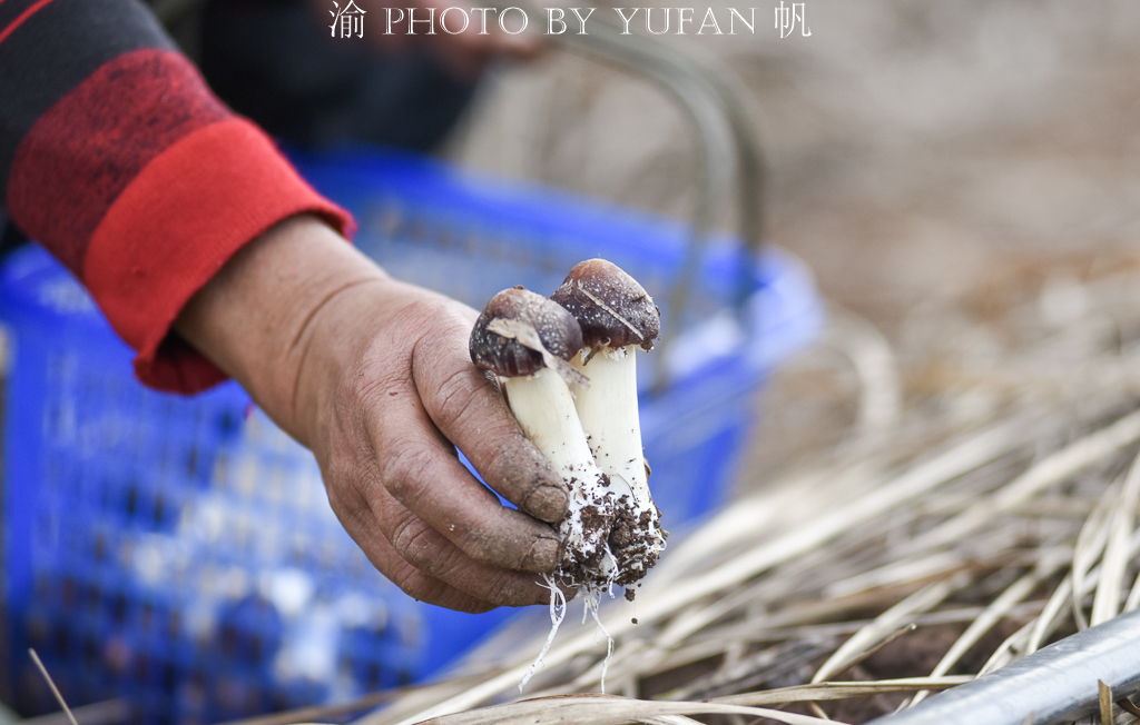 受新冠疫情影响，重庆潼南10万斤姬松茸销售受阻，老板欲哭无泪