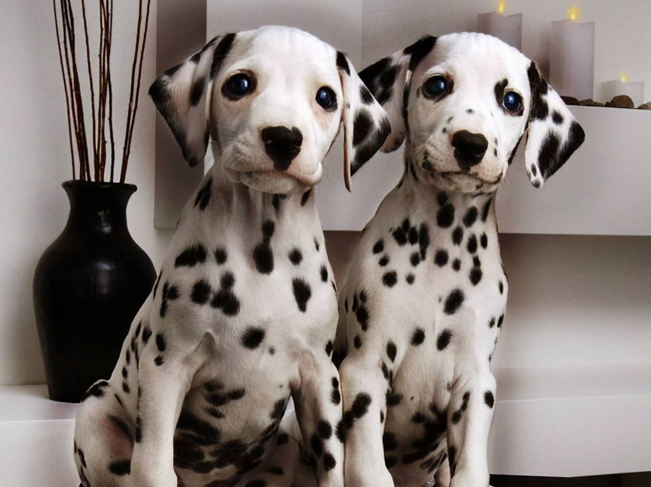 101斑点狗进化史,101斑点狗中哪些是亲生的狗狗