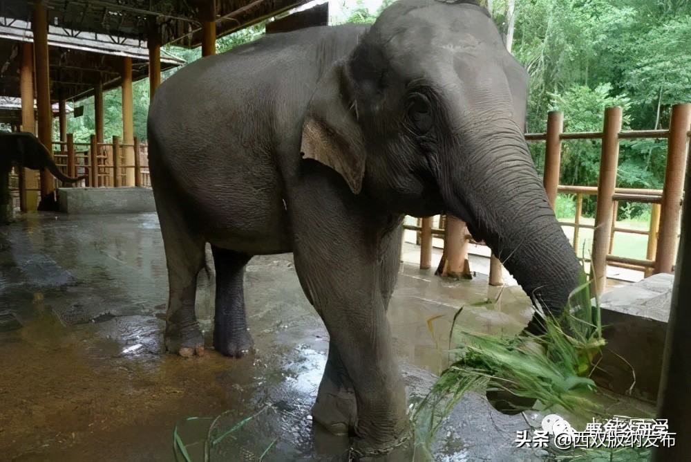 小象们你好英语,小象们