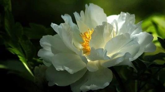 白牡丹中的牡丹王,白牡丹是白茶中的当家花旦