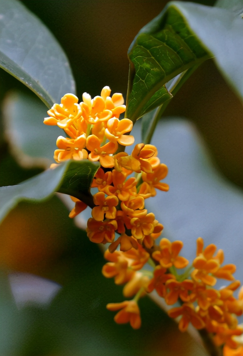 黄正华|客寄他乡两鬓秋，梦回少小一无忧（原创诗词十五首）