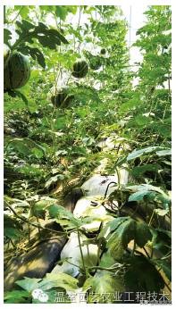 了解无土栽培的相关知识,有关无土栽培技术的详细内容资料