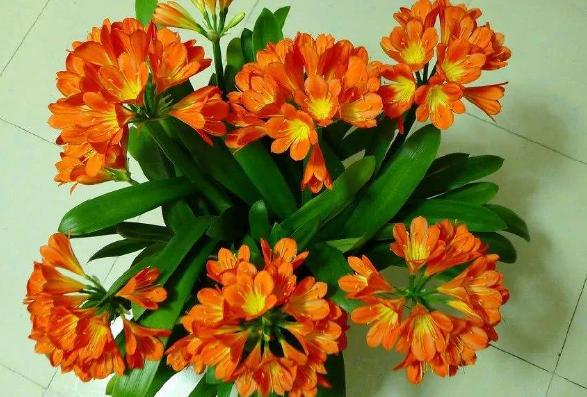 不换盆也能改善土壤,土壤板结不用怕一招解决