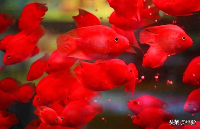 鹦鹉鱼吃清道夫,鹦鹉鱼吃什么饲料