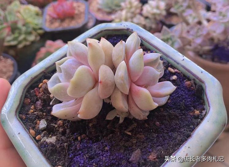 怎么灭多肉上白色的介壳虫,多肉蚧壳虫和蚜虫的区别