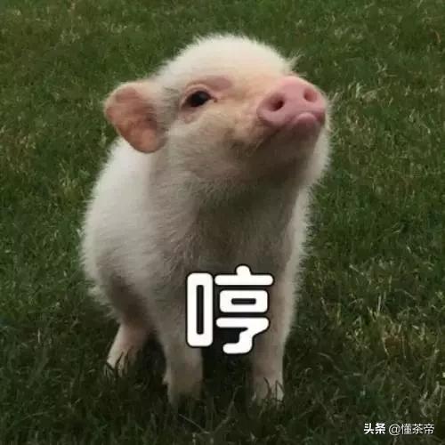 这些茶名字不同，但都是同一款茶，太多茶友弄混