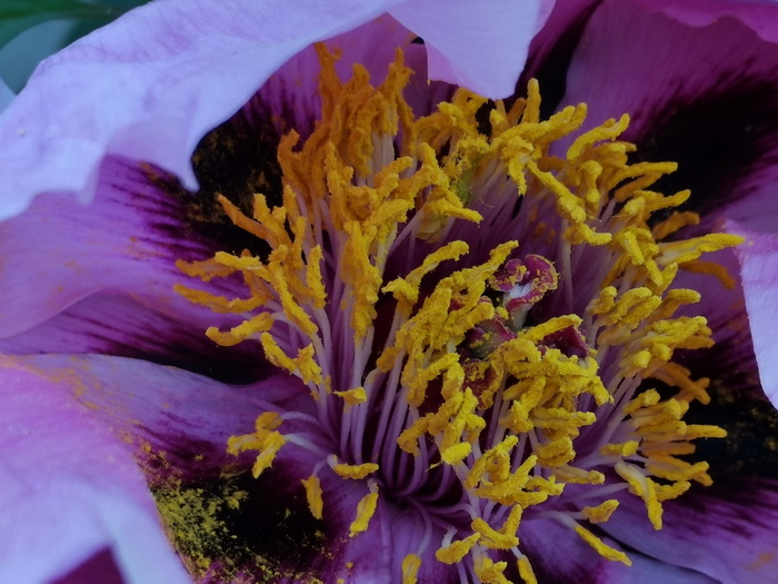 光荣v20能微距拍照嘛,光荣v20的相机微距在哪里