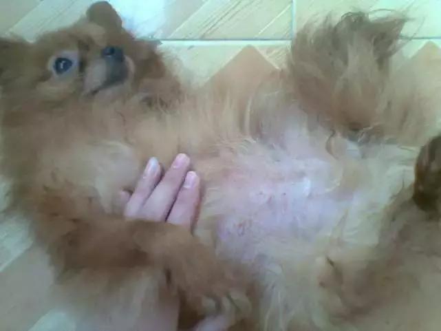 狗子老是掉毛怎么办,怎么样防止狗子掉毛快