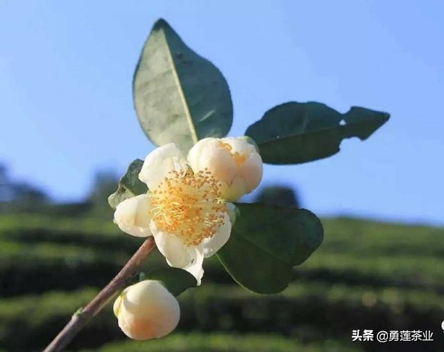 六大茶类最佳口感是第几泡,什么茶最好喝耐泡