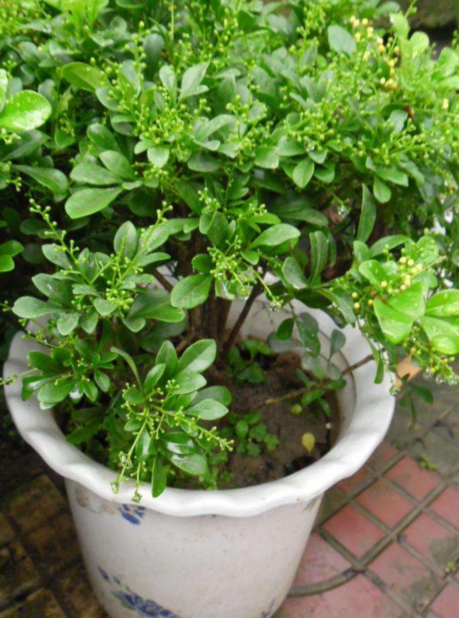 米兰开花季节的养护方法,米兰开花季节的养护与管理