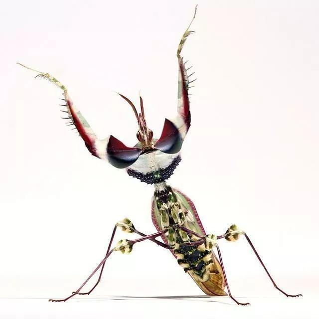 螳螂之王螳螂为什么不生了,真正的螳螂之王