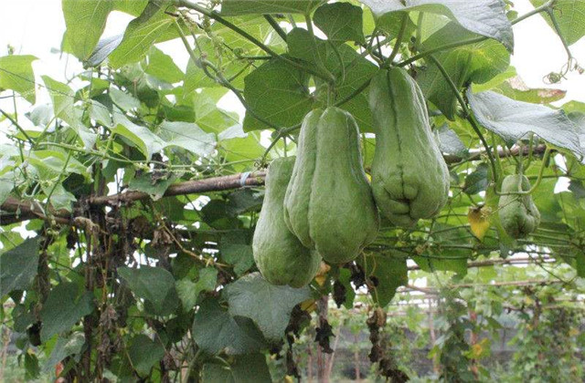 北方种植佛手瓜冬天移栽室内过冬,佛手瓜的冬季保存方法和怎样种植