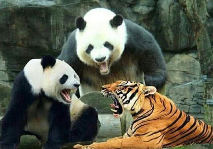 为什么狮子老虎不敢攻击大熊猫,老虎和狮子为何不吃大熊猫